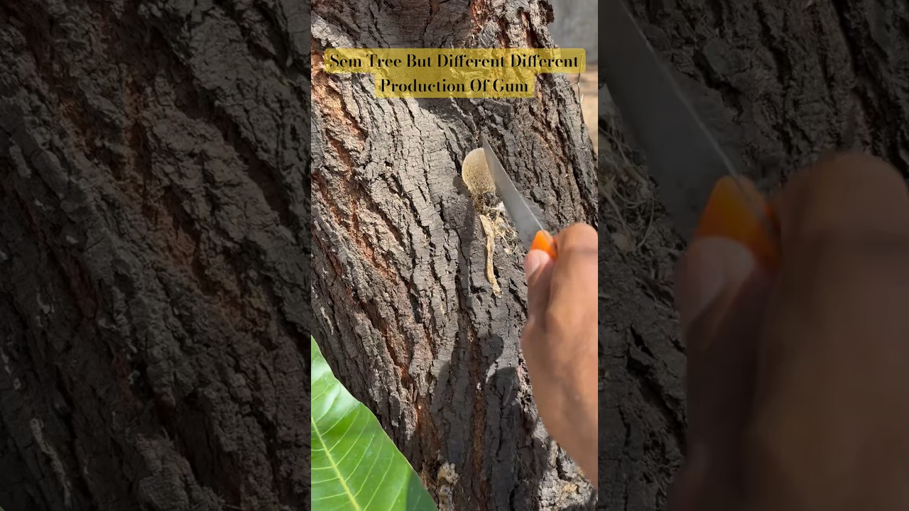 Acacia Gum ll Babul Tree Gum ll Natural Gum Production ll Babul ka Gond #shorts