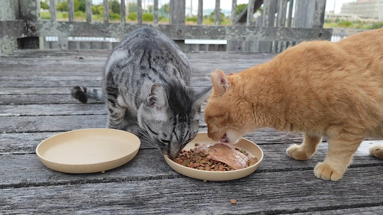 2025.12.4 猫巡り 遅れてきた茶トラと２度目のサバトラに美味しいカリカリと大好きなウェットフードを
