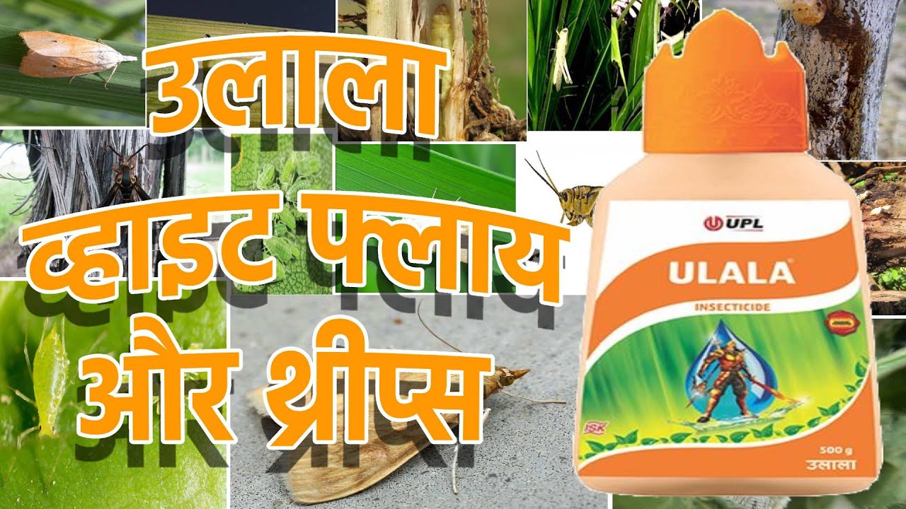 Ulala Insecticide/white fly