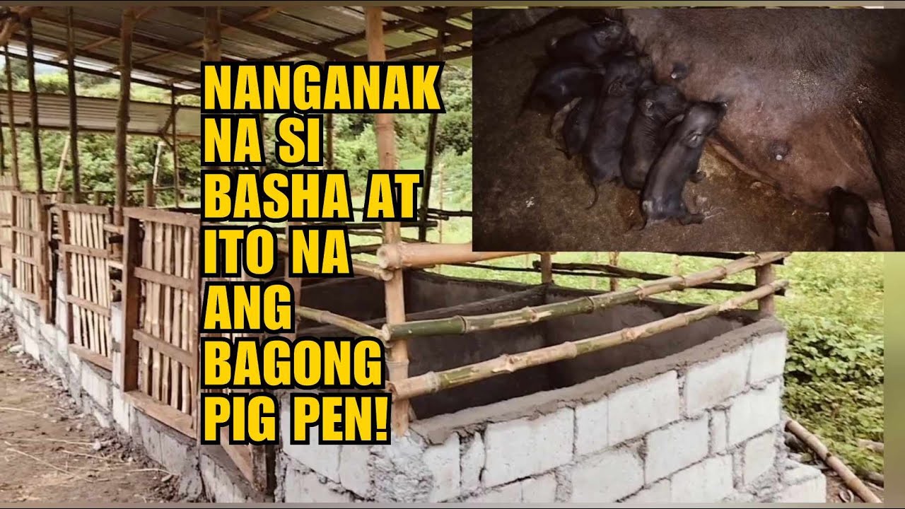 NANGANAK NA SI BASHA AT ITO NA ANG BAGONG PIG PEN!