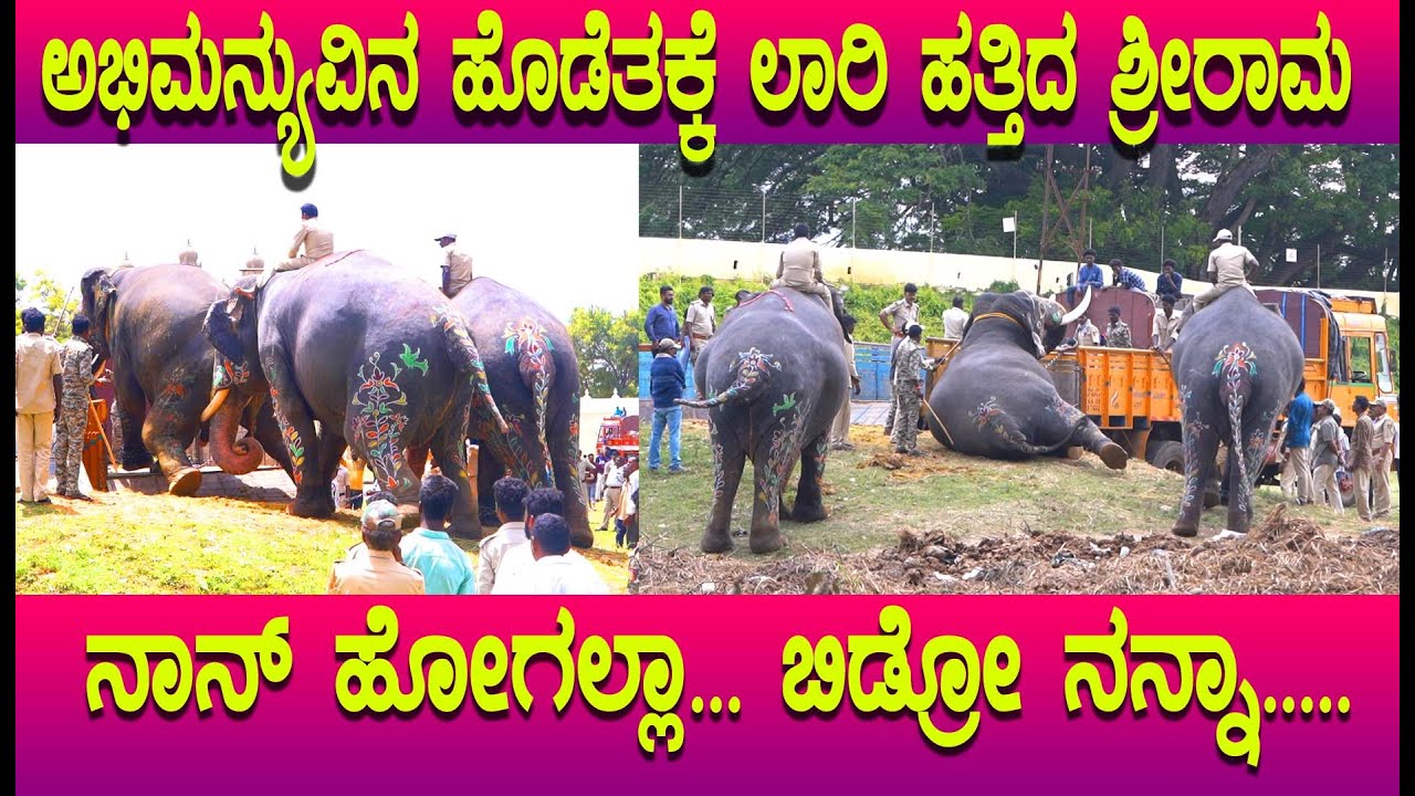 ನಾನ್ ಅರಮನೆ ಬಿಟ್ಟು ಕಾಡಿಗೆ ಹೋಗಲ್ಲ ಶ್ರೀರಾಮ, ಛಲಬಿಡದೆ ಲಾರಿ ಹತ್ತಿಸಿದ ಅಭಿಮನ್ಯೂ Dasara 2022 Sriram Elephant