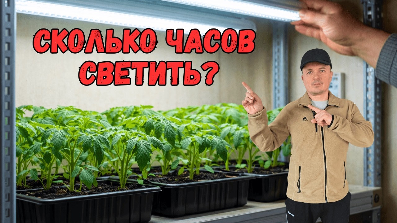 Правильное досвечивание рассады в комнате — точный режим
