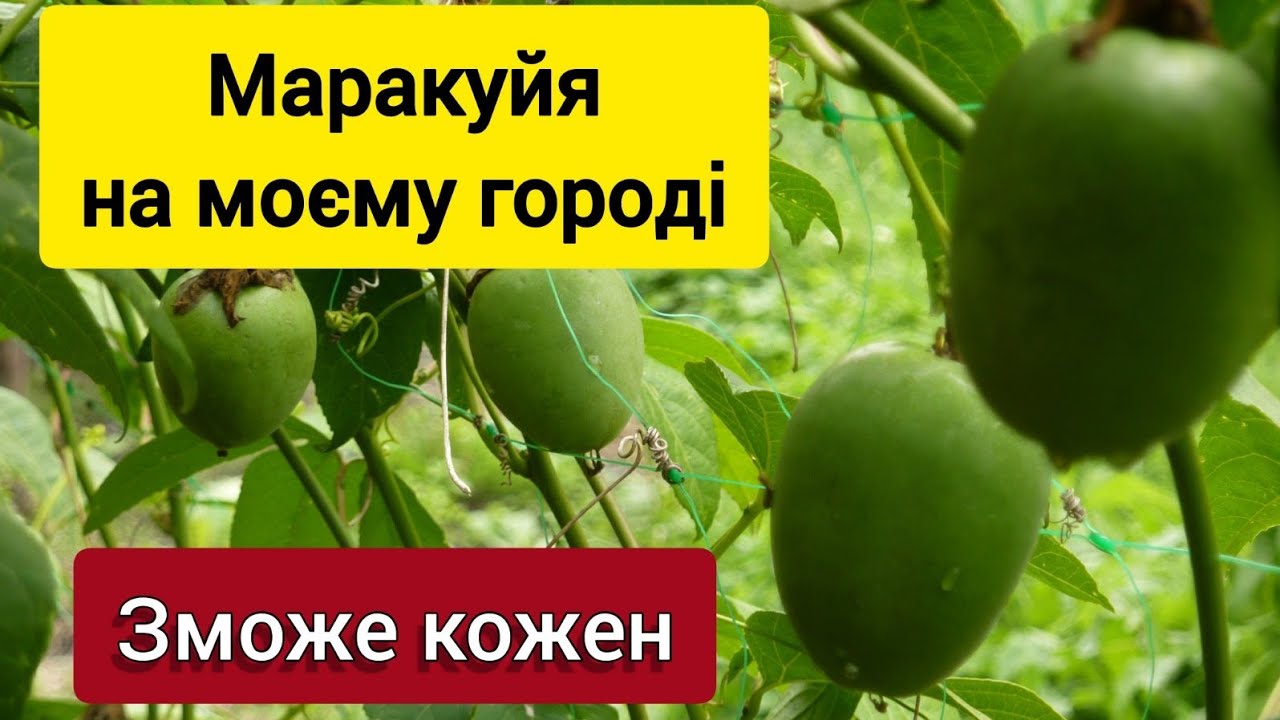 Маракуйя морозостійка від кісточки до плодів. Надійний і простий спосіб.