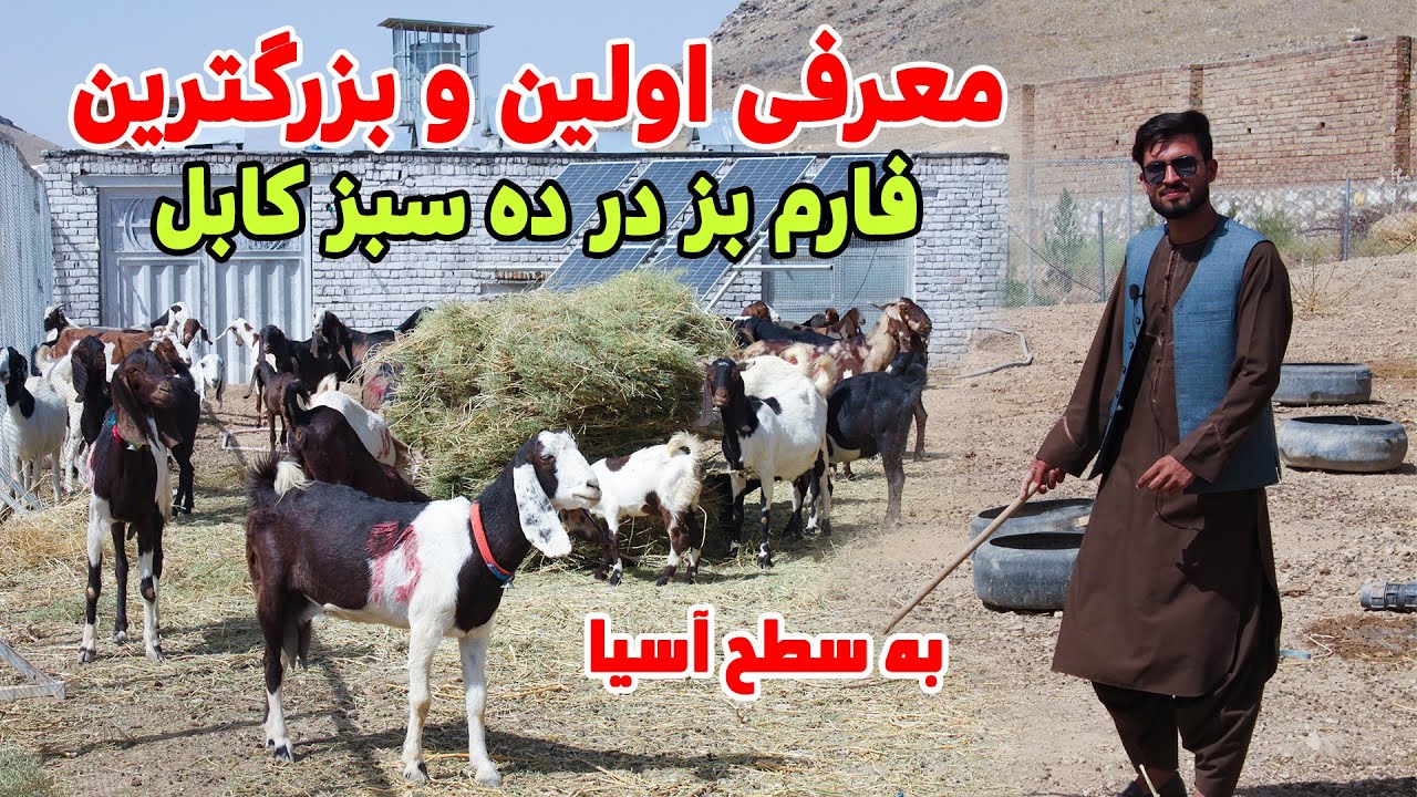 بزرگترین سرمایه گذاری و تولید محصولات وطنی در ده سبز کابل
