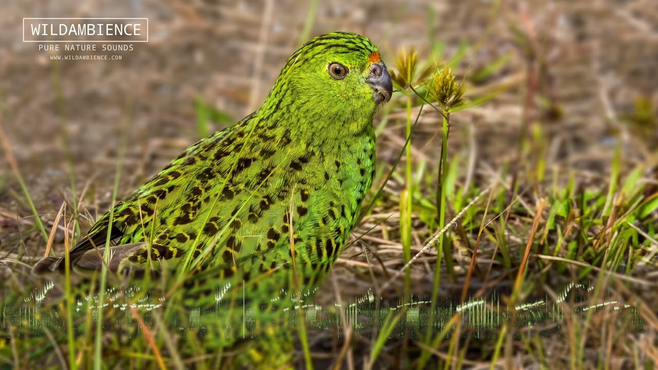 Ground Parrot Sounds - Melodic whistling calls at dusk in Tasmania