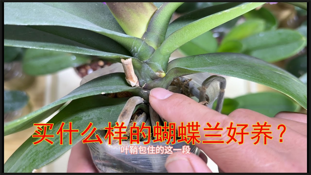 买什么蝴蝶兰好养?什么时候换盆服盆快？1条视频讲清楚！（阿涛养花294期）