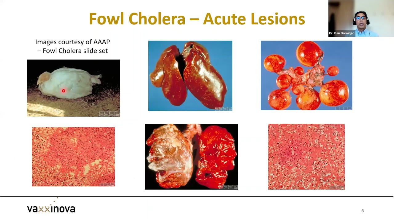 Prevention and Control of Fowl Cholera in Chickens and Turkeys, presented by Dr  Dan Domingo, Vaxxin