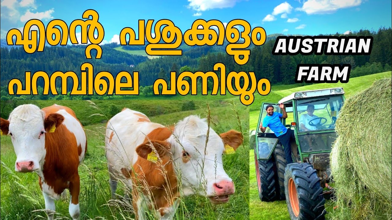 WORKING IN AUSTRIAN ORGANIC COW FARMING JOB IN EUROPE AUSTRIA MALAYALAM VLOG 4K
