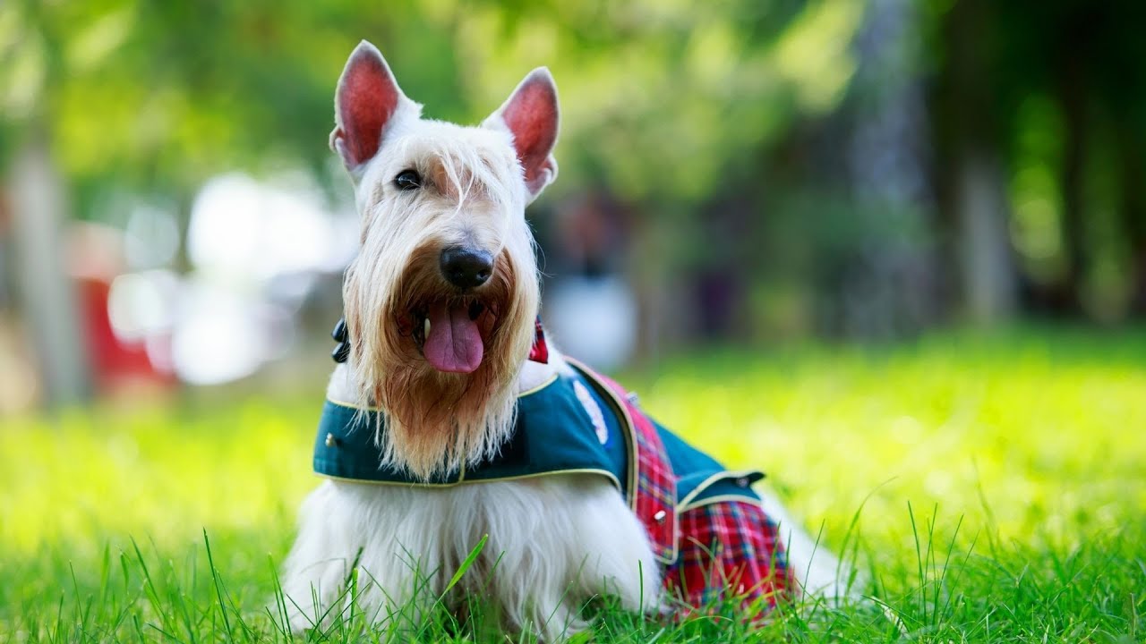 Scottish Terrier Obedience Training: A Guide to a Well-Behaved Pet