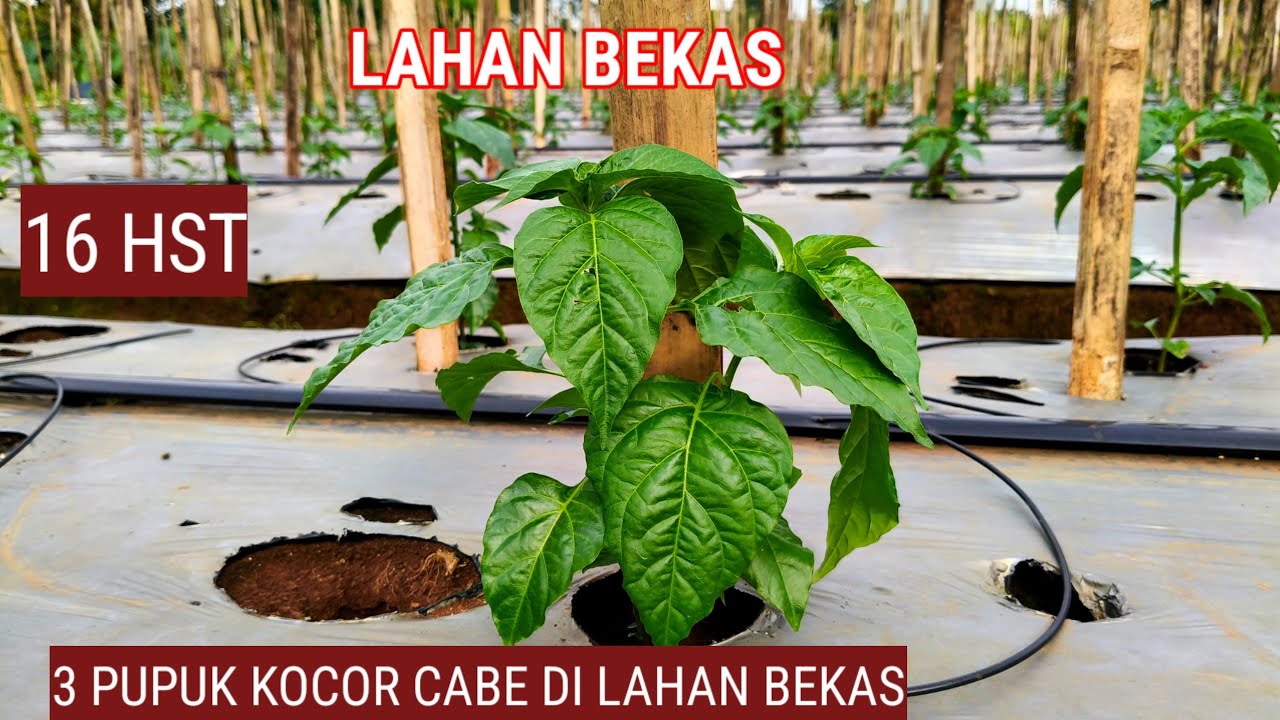 USIA 16 HST !! PUPUK KOCOR TANAMAN CABE DI LAHAN BEKAS