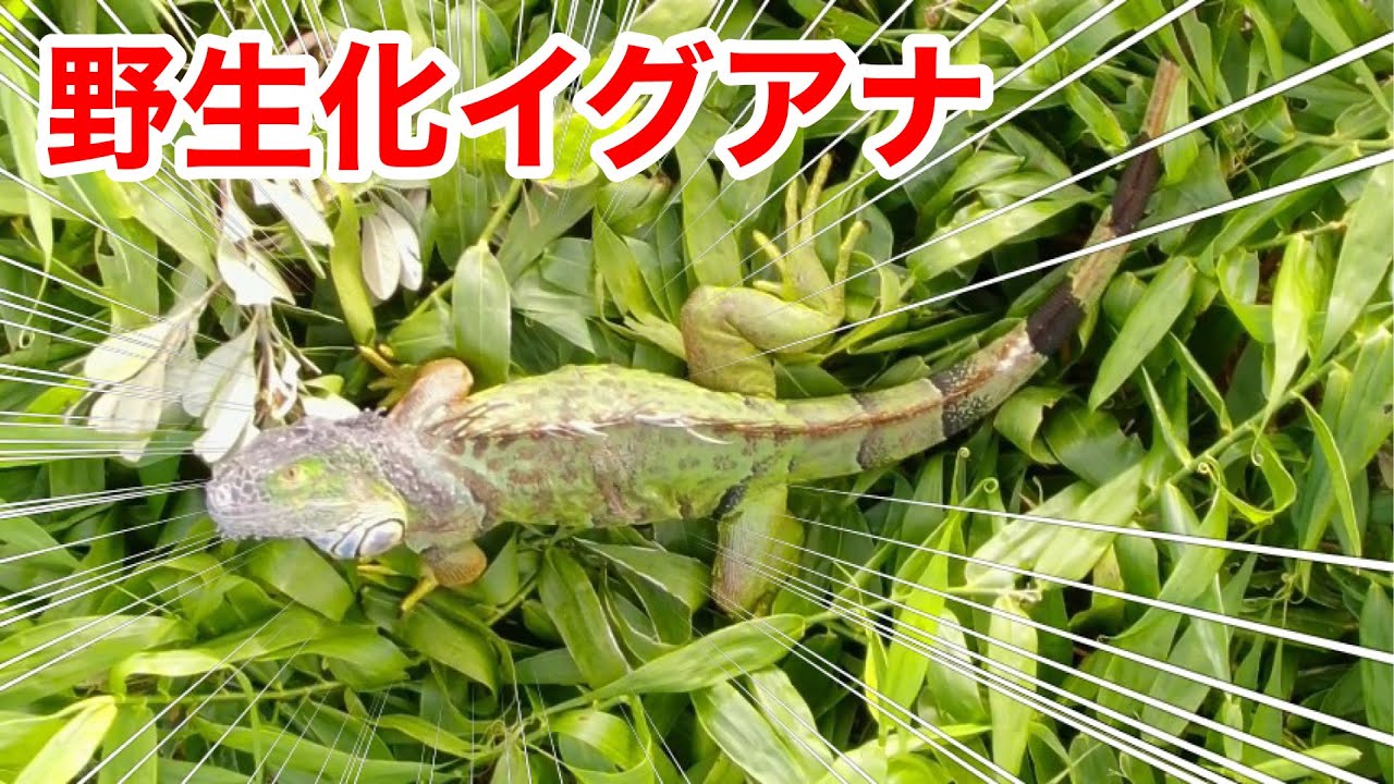石垣島で野生化したイグアナを遂に発見！本気の捕獲大作戦