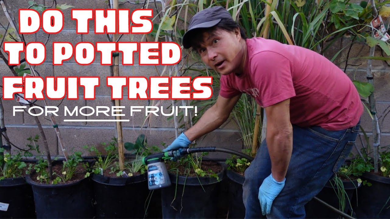 Do This to All Your Potted Fruit Trees for More Fruit Next Year