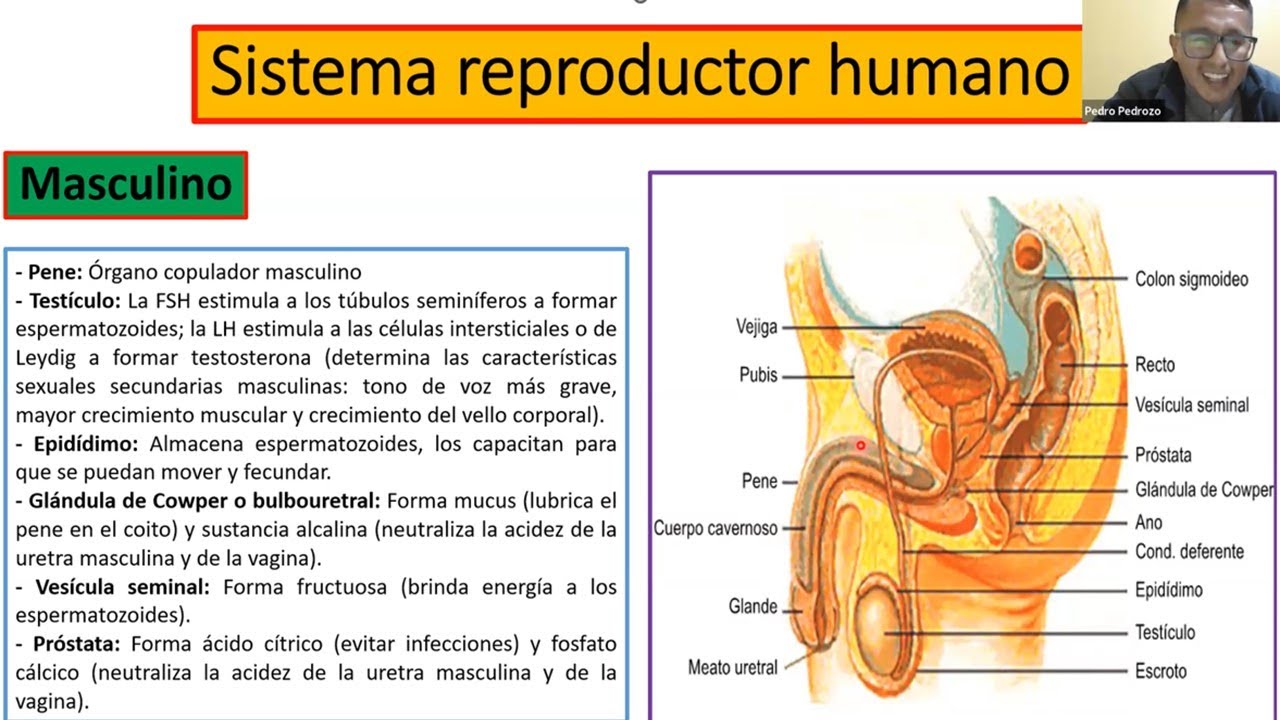 Capítulo 10 (Reproducción, Ciclo Celular y Sistema Reproductor Humano) de Biología
