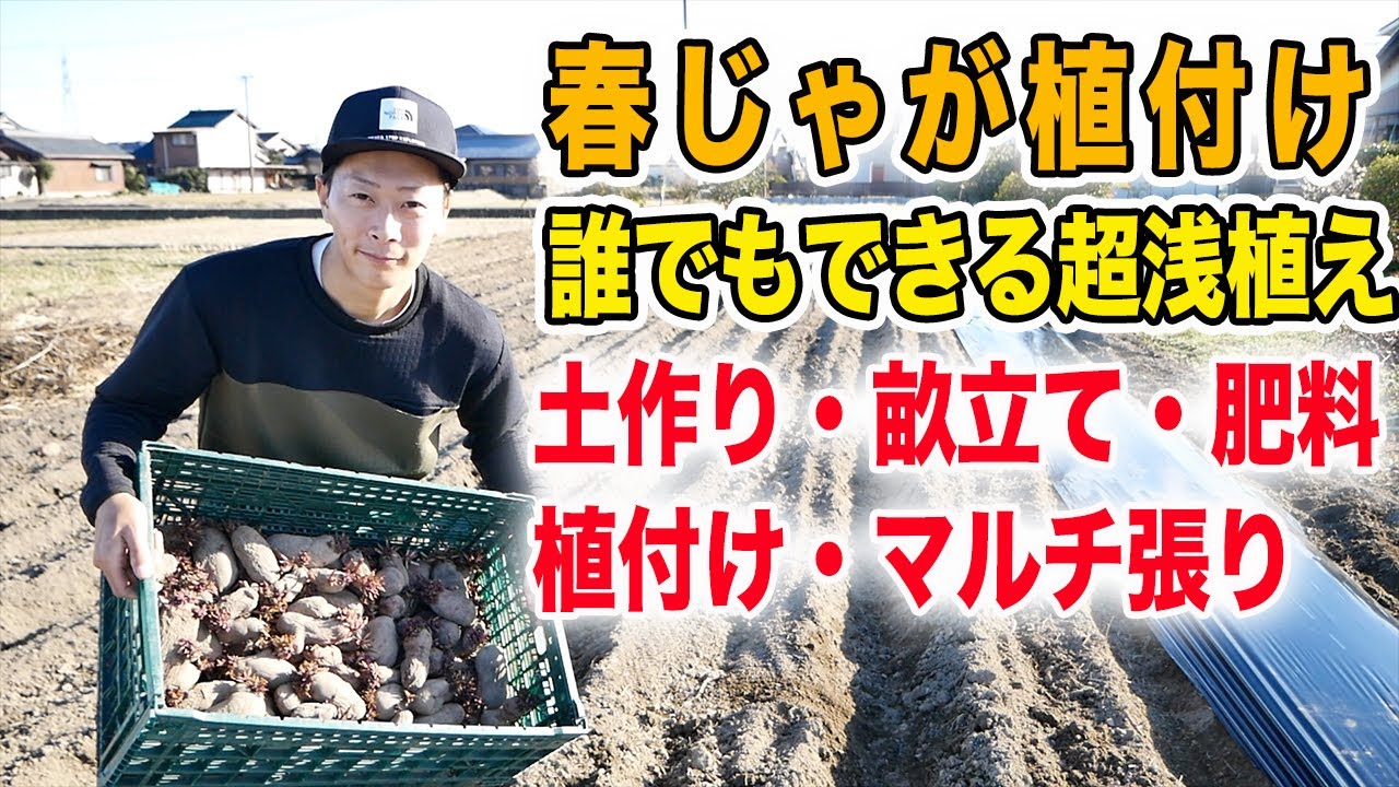 春じゃが植付け　埋める必要なし　置いてマルチ張るだけ　土作り〜植付けまで【2月下旬撮影】