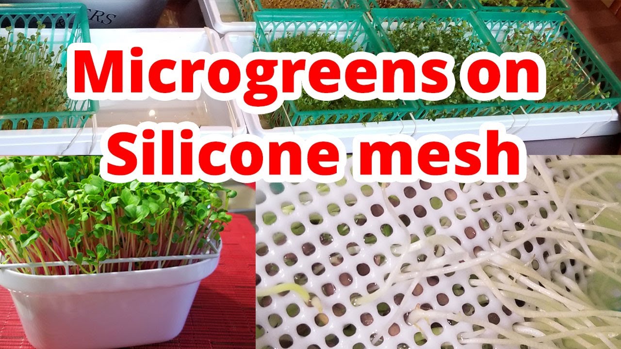 Microgreens  on REUSABLE  Silicon Mesh!  Simple and Clean!