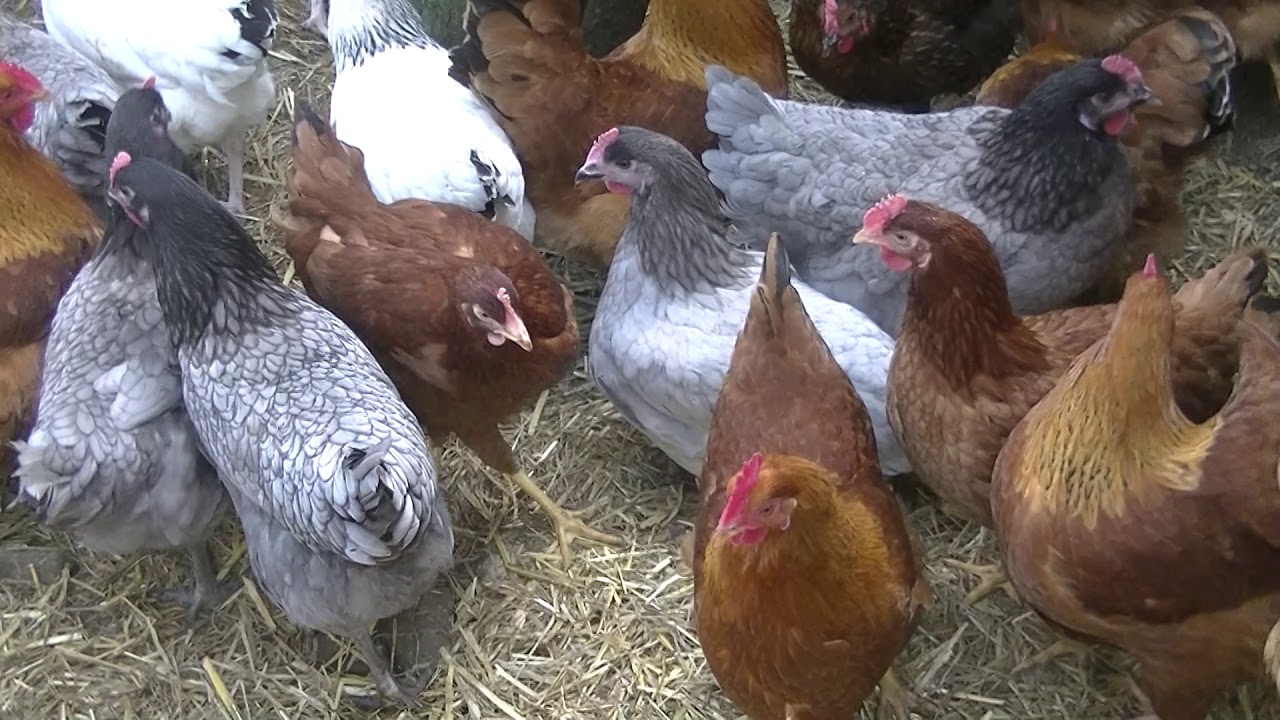 Elevage de Verdelot.... Tout mon élevage en images.