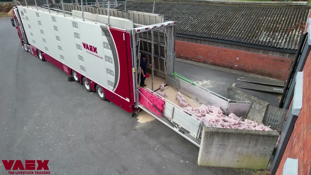 VAEX The Livestock Traders | Unloading piglets