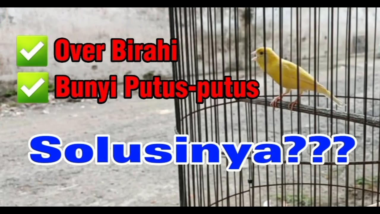 Solusi kenari over birahi / ob atau kenari bunyi putus putus