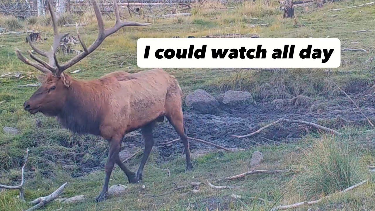 Highly addicting Wild life video 