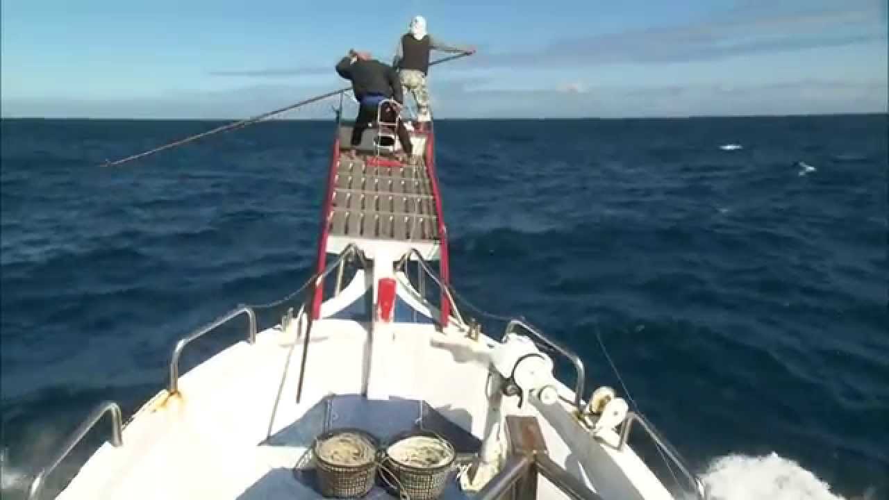 【紀錄觀點】-【海】鏢旗魚