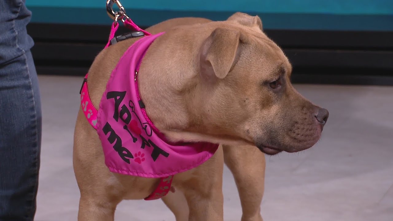 Chicago Animal Care & Control: Helping Families Meet & Care For Their Next Pet