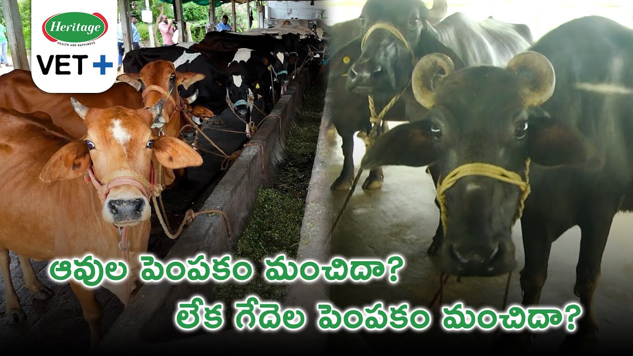ఆవుల పెంపకం మంచిదా? లేక గేదెల పెంపకం మంచిదా? పాడి రైతుకు అండగా నిలుస్తున్న హెరిటేజ్ ఫుడ్స్ లిమిటెడ్