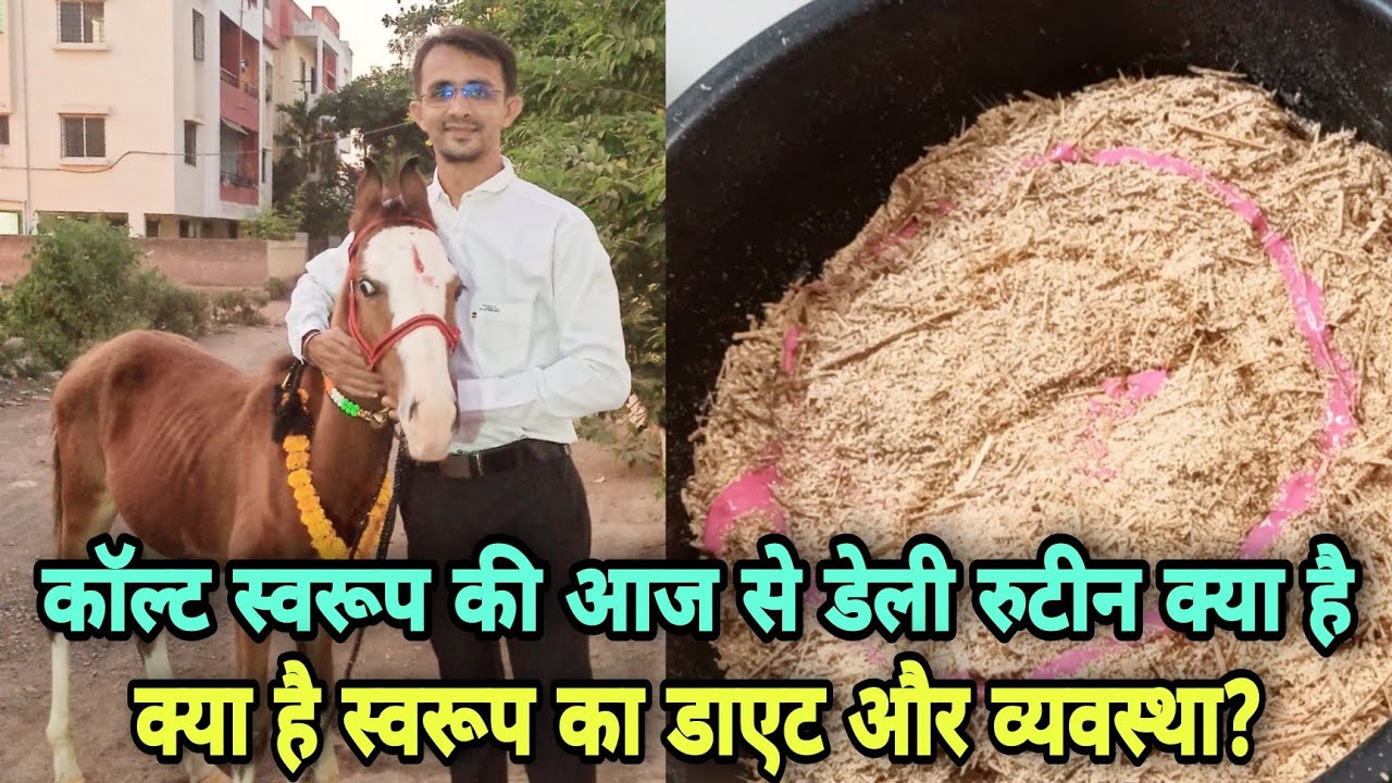 कॉल्ट स्वरूप की घर मे व्यवस्था और डाएट क्या है।।Baby horse Diet and Daily Routine