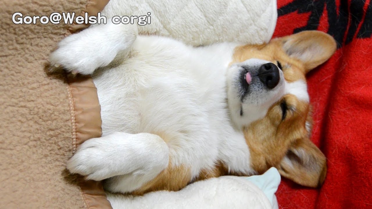 sleepy Goro / おねむなコーギー 20140318 Goro@Welsh corgi