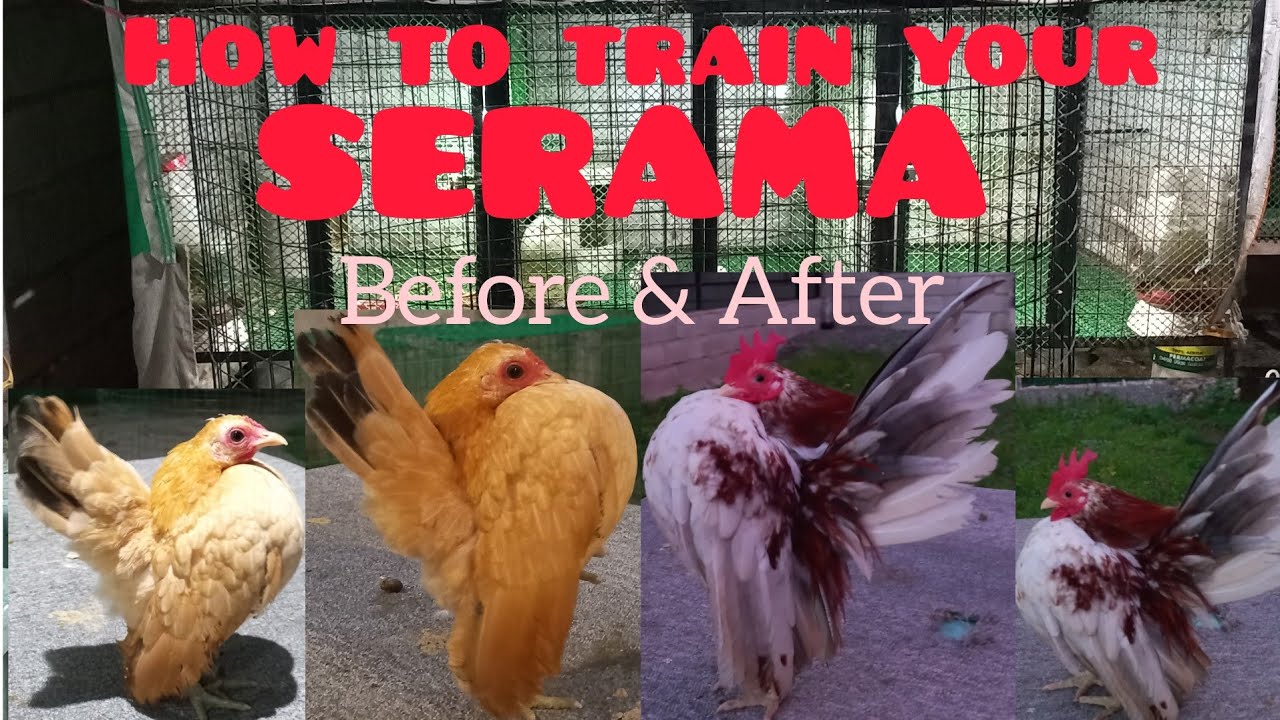 PAANO MAG TRAINING NG SERAMA?!             |Kevin kier DC