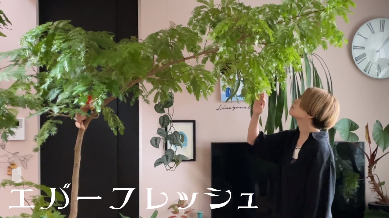 大きなエバーフレッシュを３年育てて気づいたこと──わたしが大切にしてきたこと｜シンボルツリー｜観葉植物｜植物のある暮らし