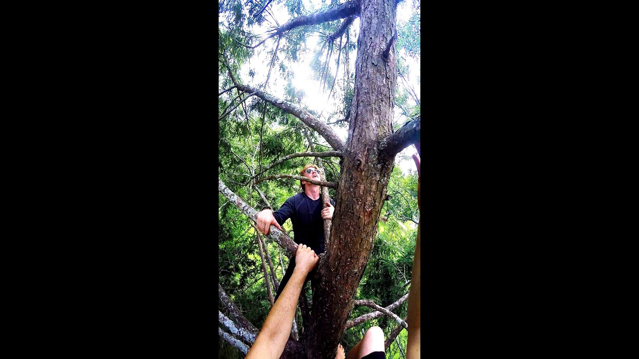 Leaning Pine Tree Climb With The Boys