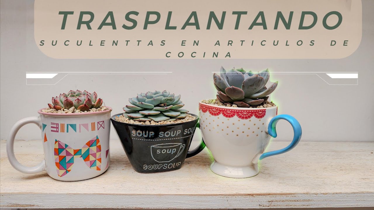 😉👩‍🌾AVECES CREEMOS QUE PARA NUESTRAS PLANTAS, SÓLO PODEMOS USAR 'MACETAS' PERO HAY MUCHO MAS !!!👩‍🌾🥗