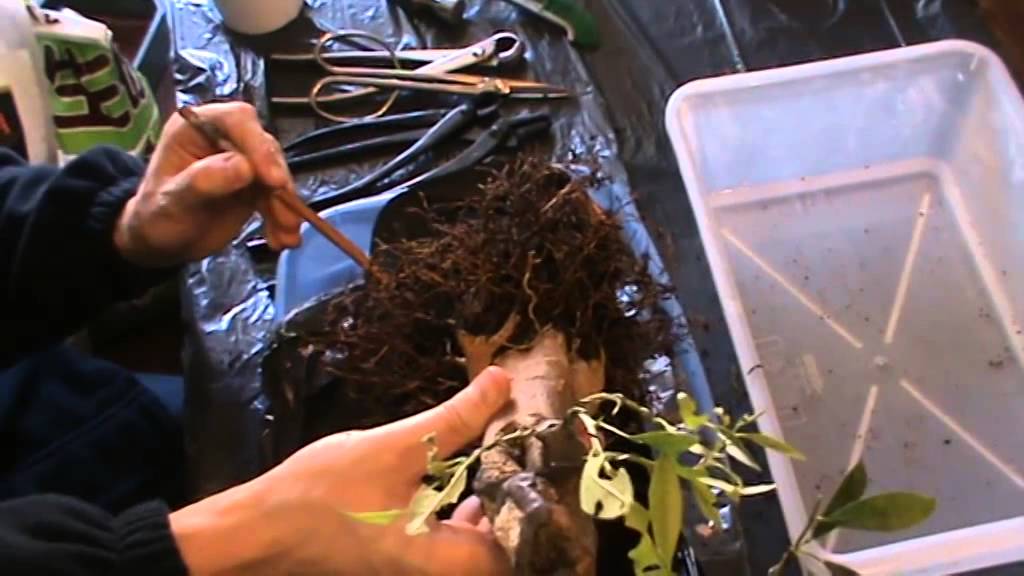 Trasplante Limonero Bonsai