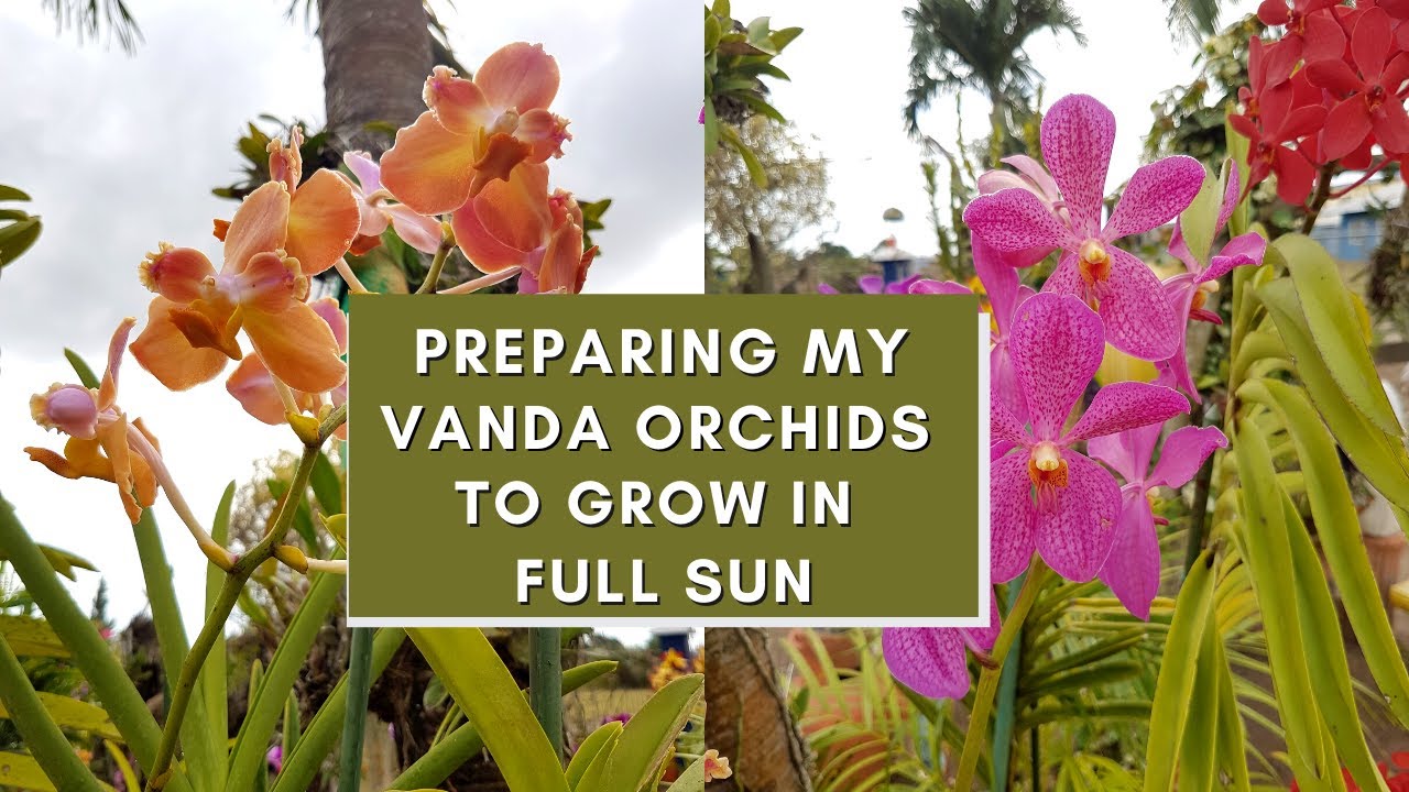 Vanda Orchid Care for beginners | How I train my Vandas to grow in Full Sun