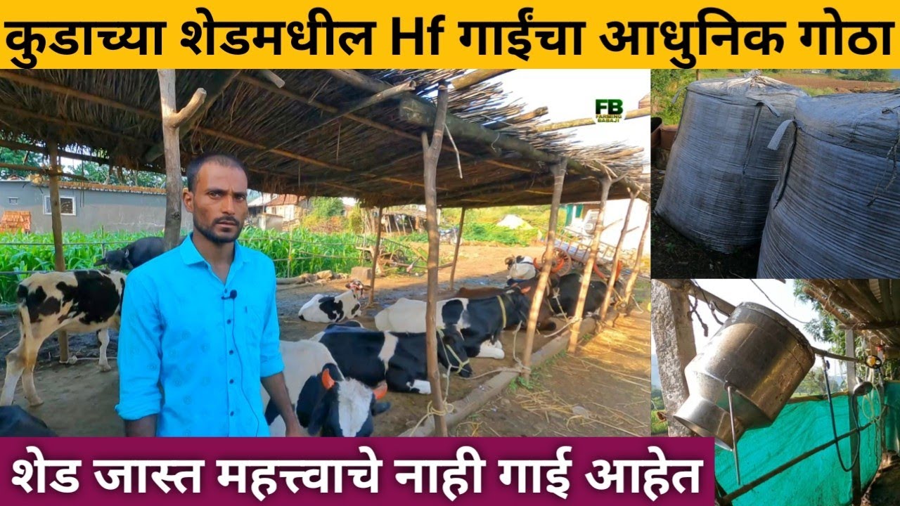 कुडाच्या शेडमधील Hf गाईंचा आधुनिक गोठा | Low budget Hf cow dairy farm