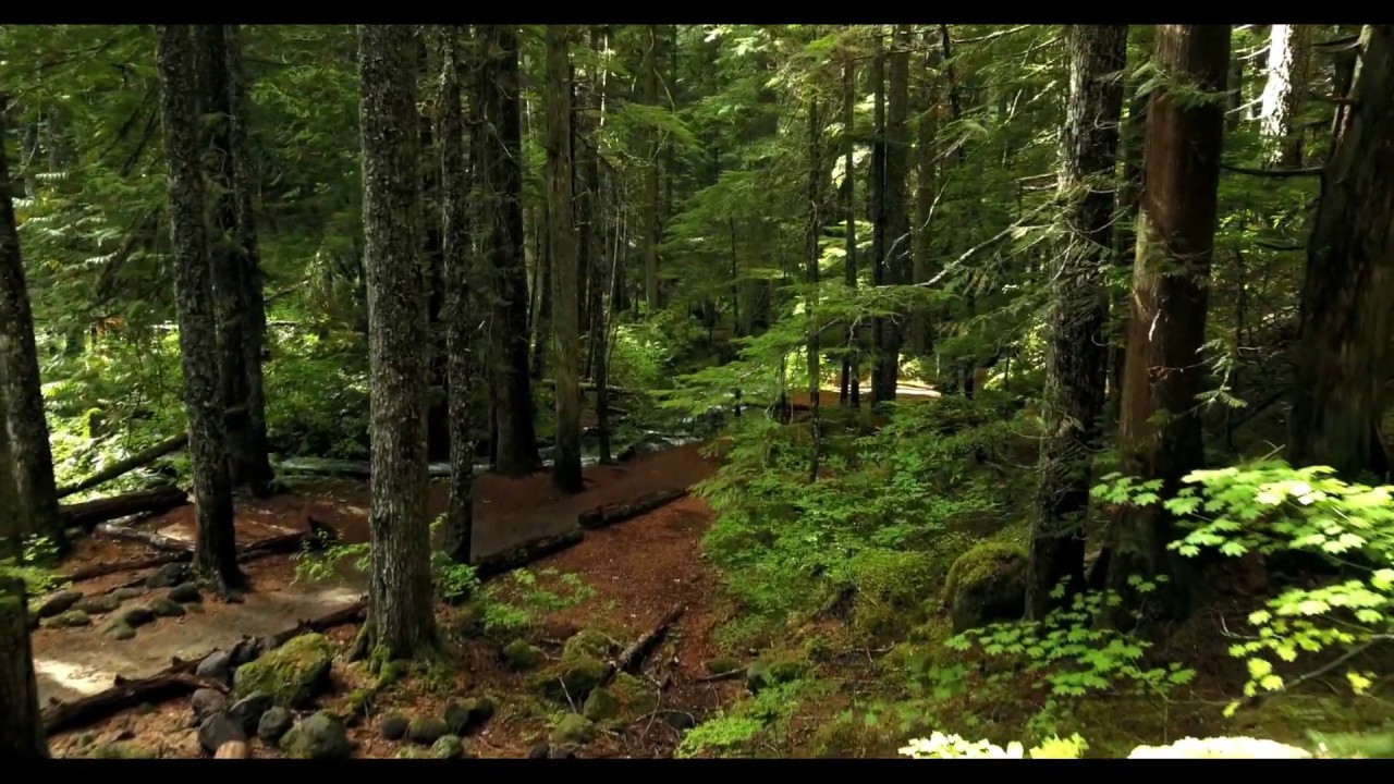 Forest Solitude