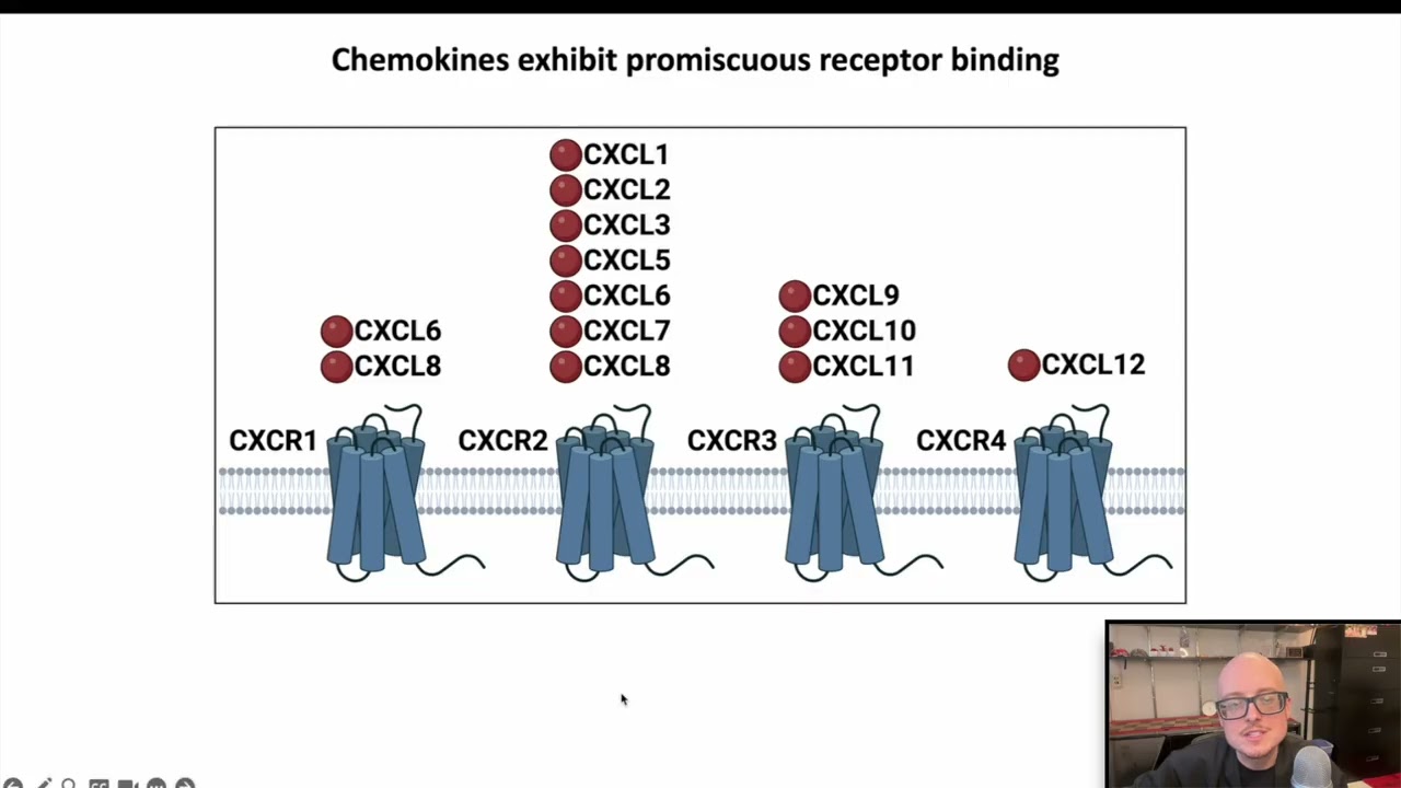 3.3 Chemokines (Immunology 2025)