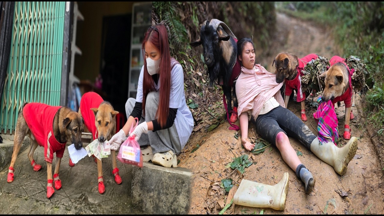Full video: Two dogs go to the market together to buy medicine for their owner - ha thi muôn