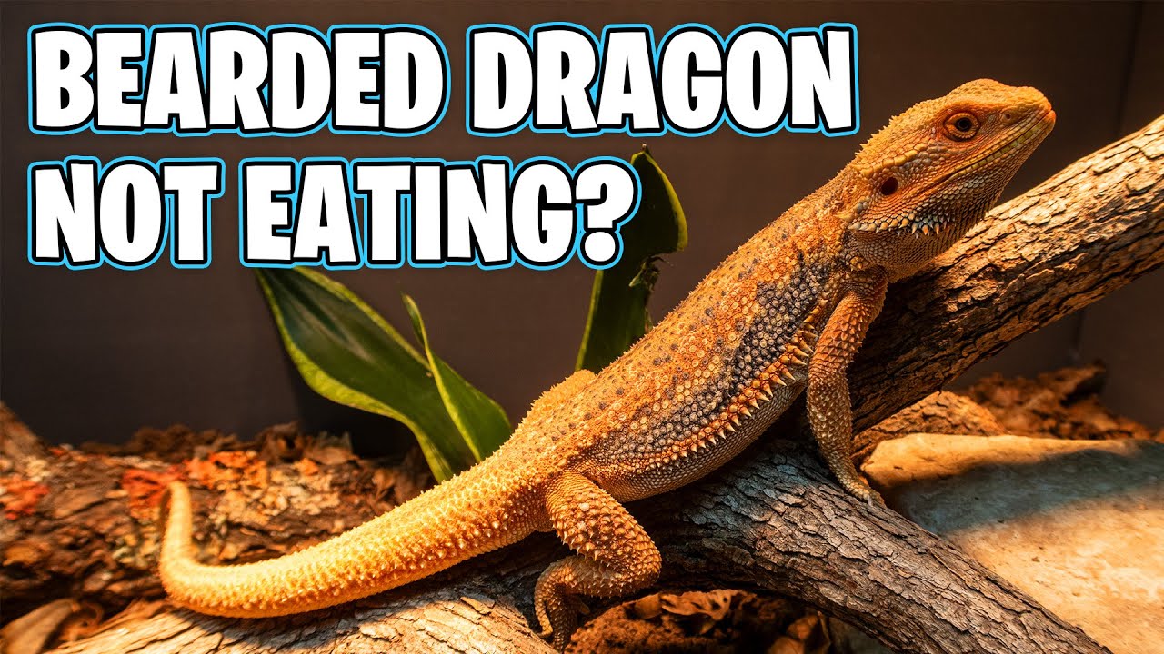 WHY IS MY BEARDED DRAGON NOT EATING!