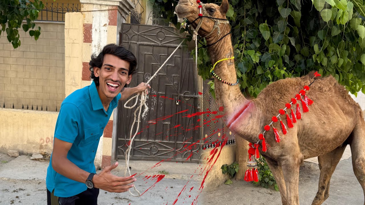 Alhumdullilah Camel Ko Ziba Kardia 😍| Pumpi Ka Dost Nahi Raha 🥹|