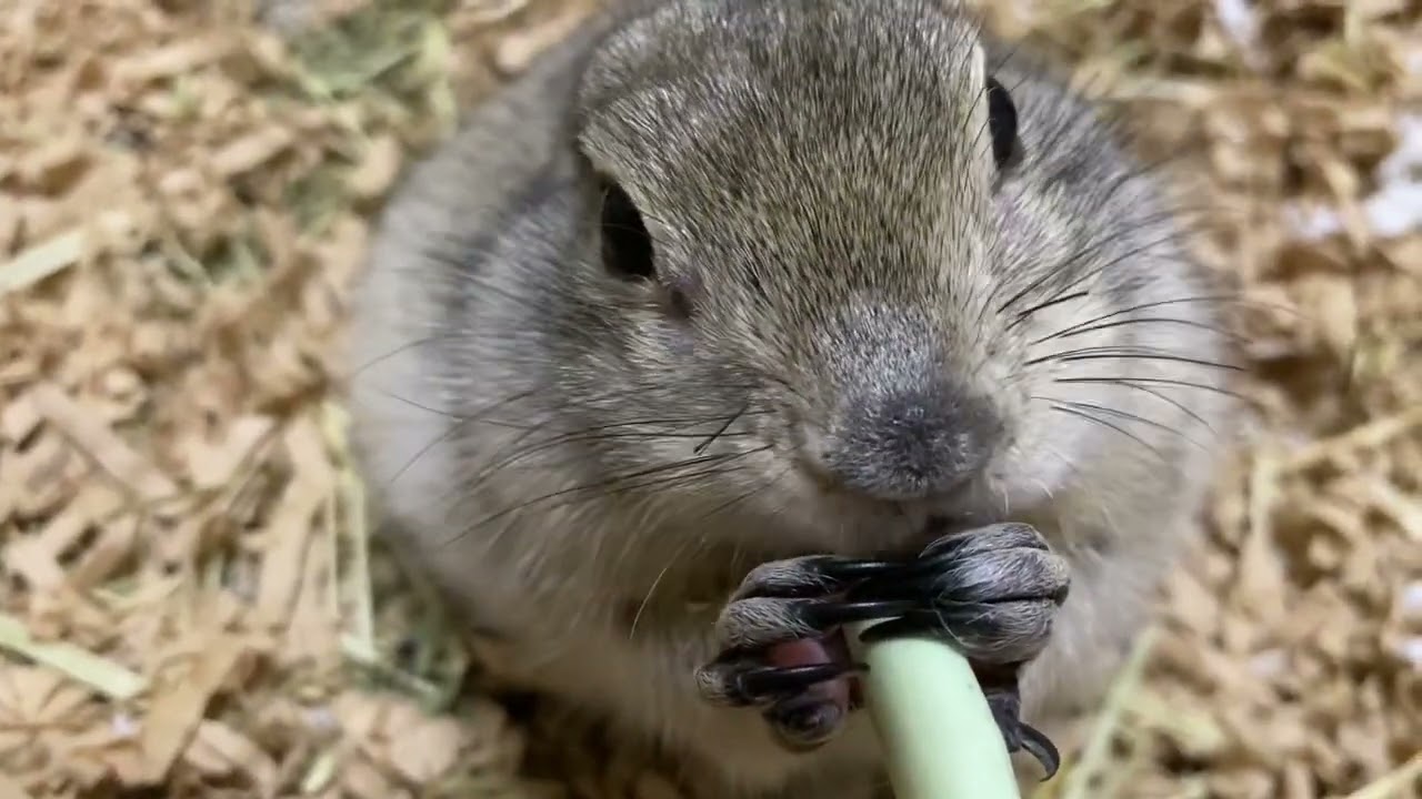 【リチャードソンジリス】おやつを食べるのに必死なジリス