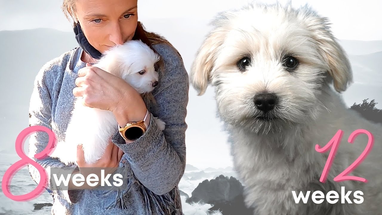 Puppy LOVE - Oscar's first month. The crazy ride
