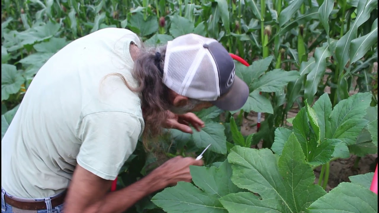 How to PRUNE Summer SQUASH