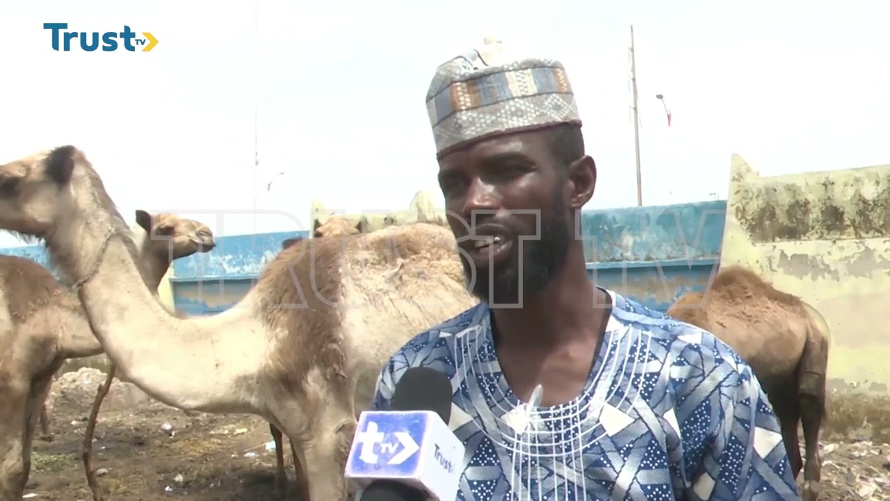 COST OF BEEF, MUTTON: Kano Residents Consider Camels As Alternative  | TRUST TV