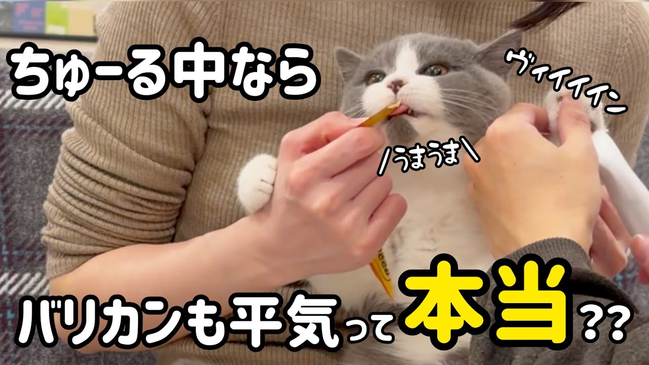 ちゅーるでバリカンから気を逸らせられるかやってみた結果がこちら