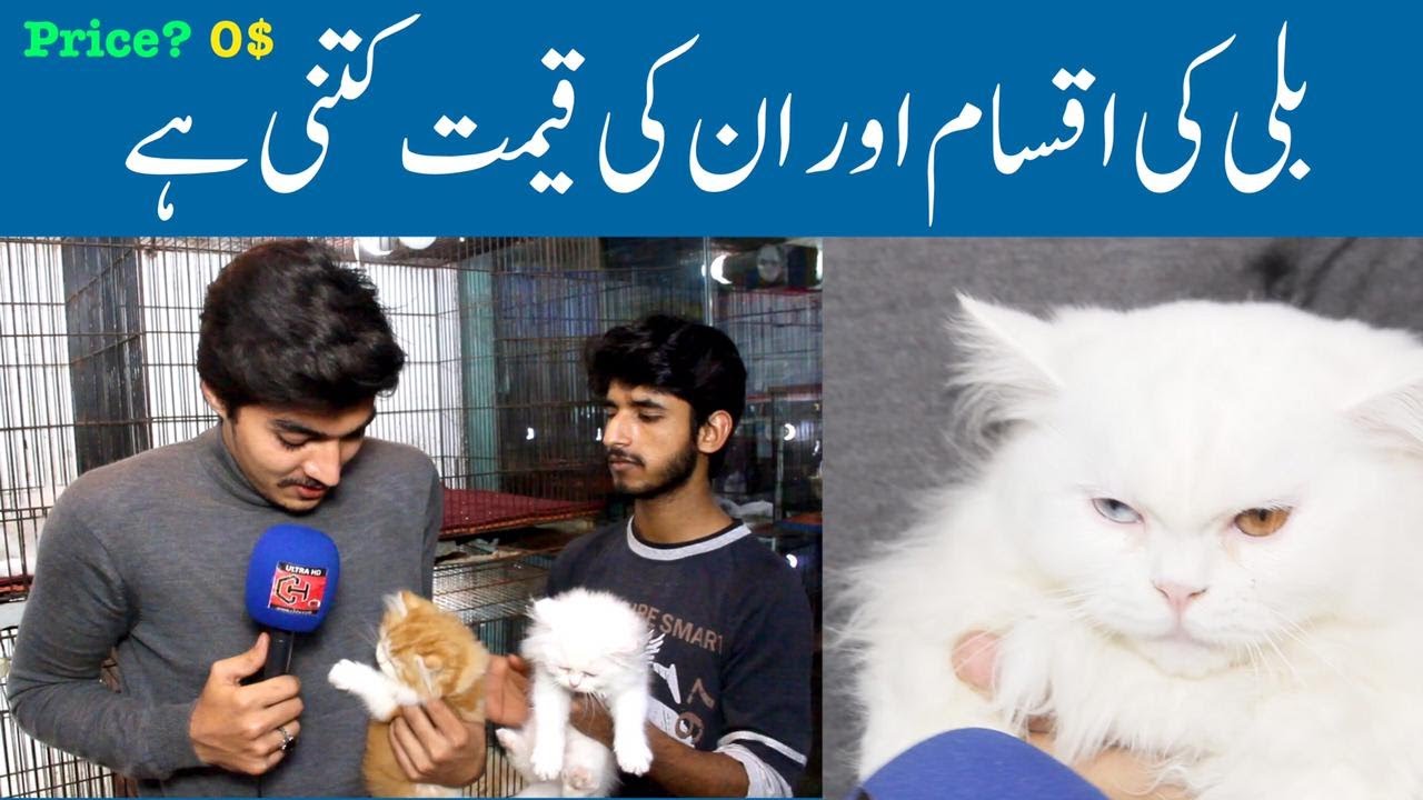 Cat's and Puppy's Price Updates Lahore Tollinton  Market | Latest Prices CH Tv