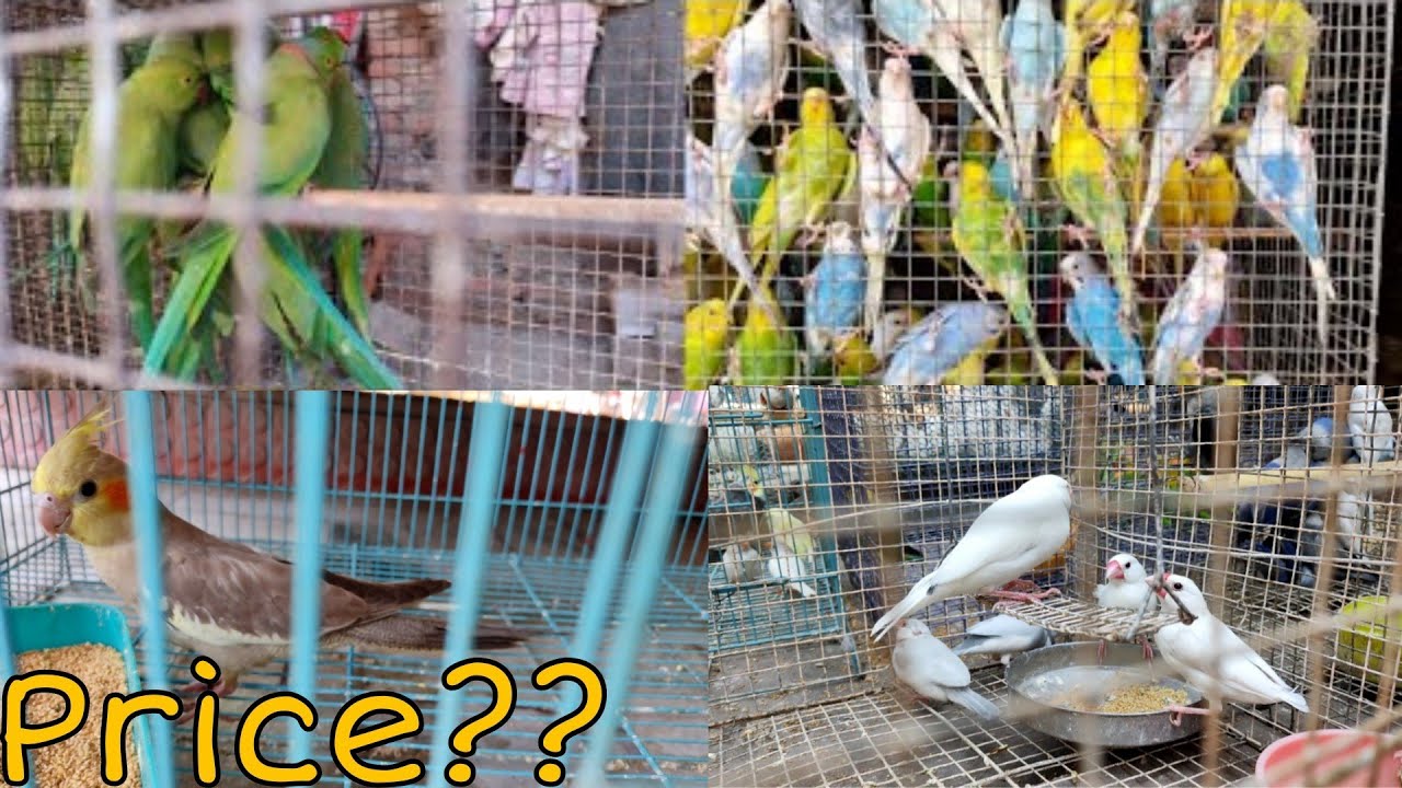Bakarganj Bird Market Latest Video Kanpur Cheapest Bird Market Baby Parrot Price Kanpur Bird Market