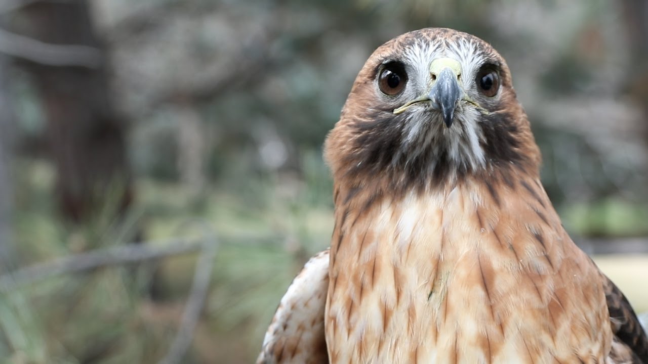 Meet Amarillo, the red-tailed hawk
