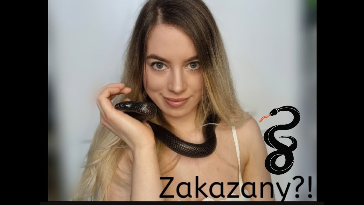 Czarny wąż Lampropeltis nigrita