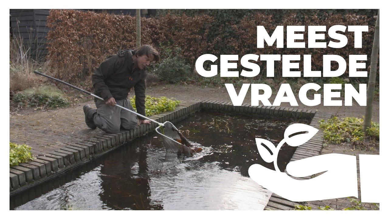 Duurzaam je vijver onderhouden! | Lodewijks Groene Geluk